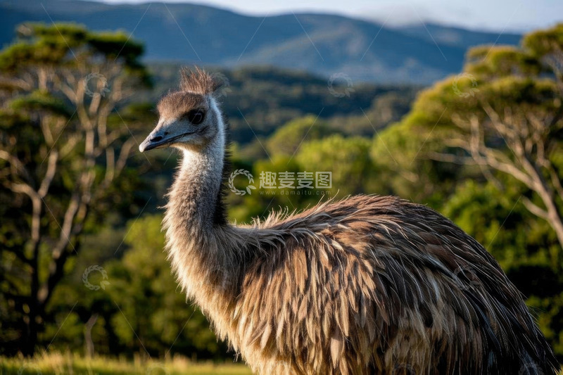 高清大图下载【趣麦麦图】野外站立的鸵鸟