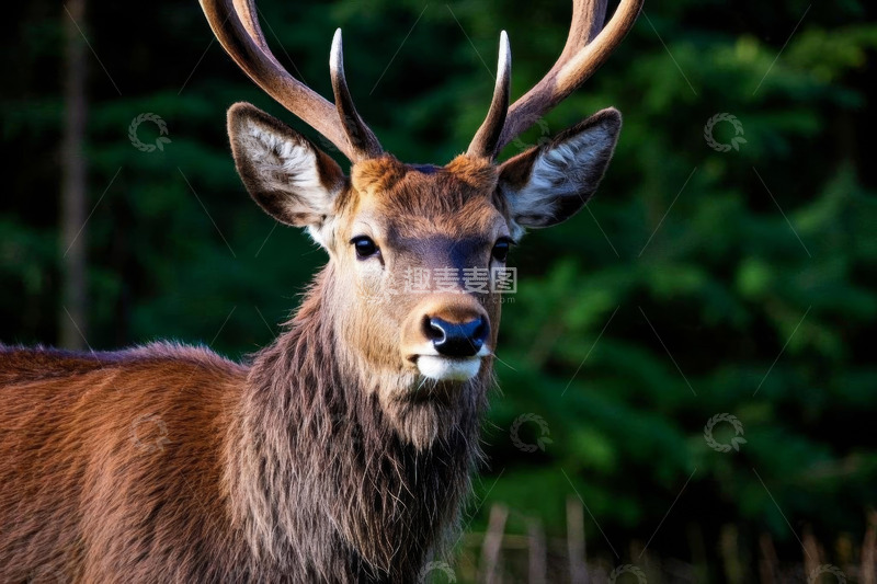 高清大图下载【趣麦麦图】森林中的鹿特写