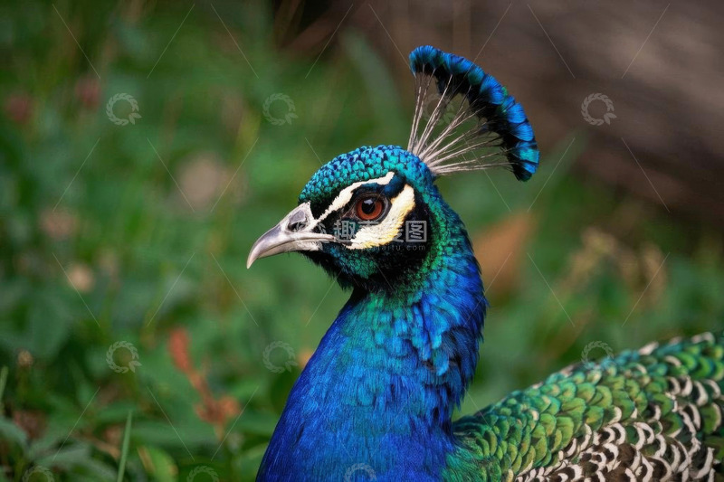 高清大图下载【趣麦麦图】蓝孔雀头部特写