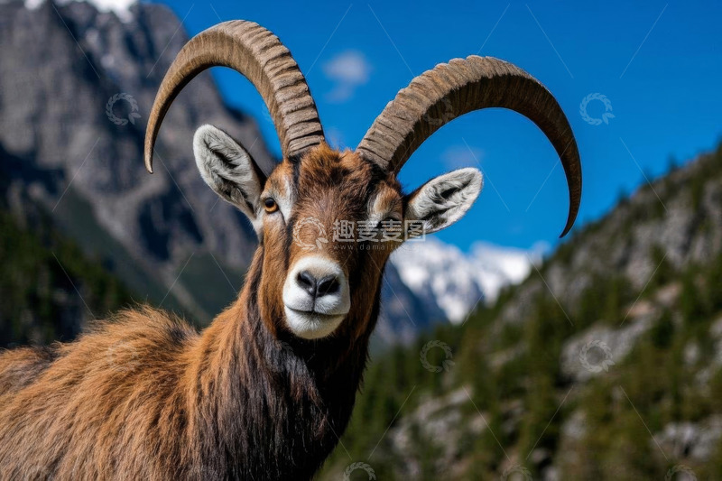 高清大图下载【趣麦麦图】户外高山野山羊特写