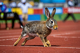 跑道上奔跑的兔子