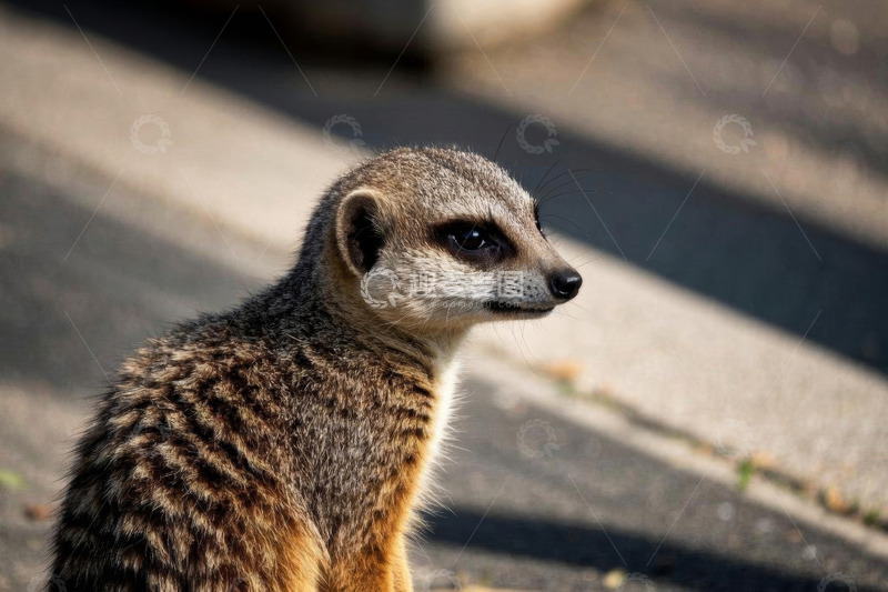高清大图下载【趣麦麦图】猫鼬户外侧头特写