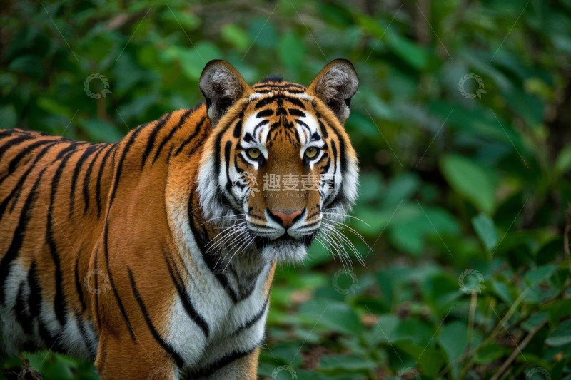 高清大图下载【趣麦麦图】森林中站立的老虎特写