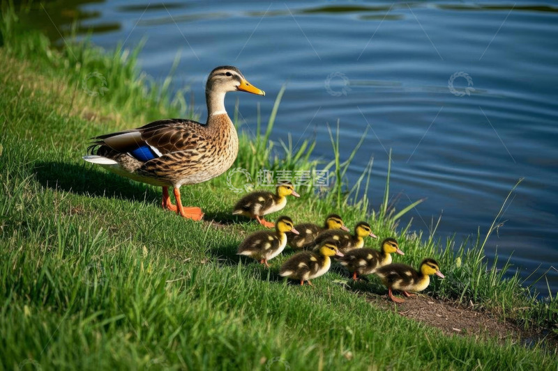 高清大图下载【趣麦麦图】母鸭带领小鸭于水边草地漫步