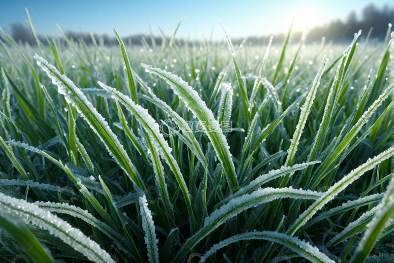 高清大图下载【趣麦麦图】覆霜青草自然景观