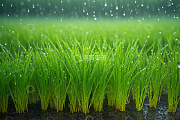 雨中嫩绿秧苗田园景象