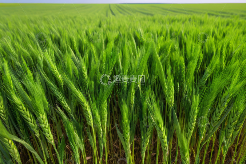 高清大图下载【趣麦麦图】绿色麦田田园景象