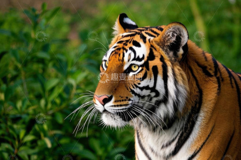 高清大图下载【趣麦麦图】老虎特写自然风光素材