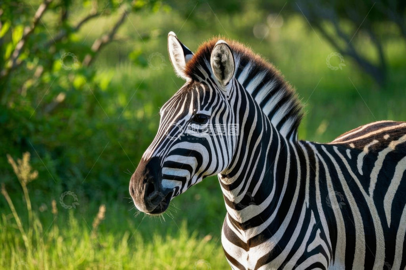 高清大图下载【趣麦麦图】草原上的斑马特写