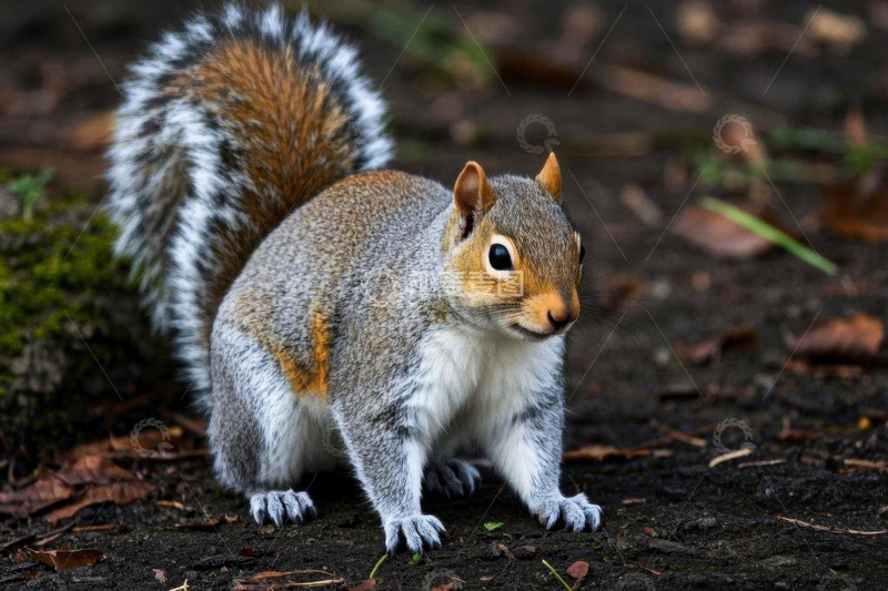高清大图下载【趣麦麦图】站立观察的松鼠特写