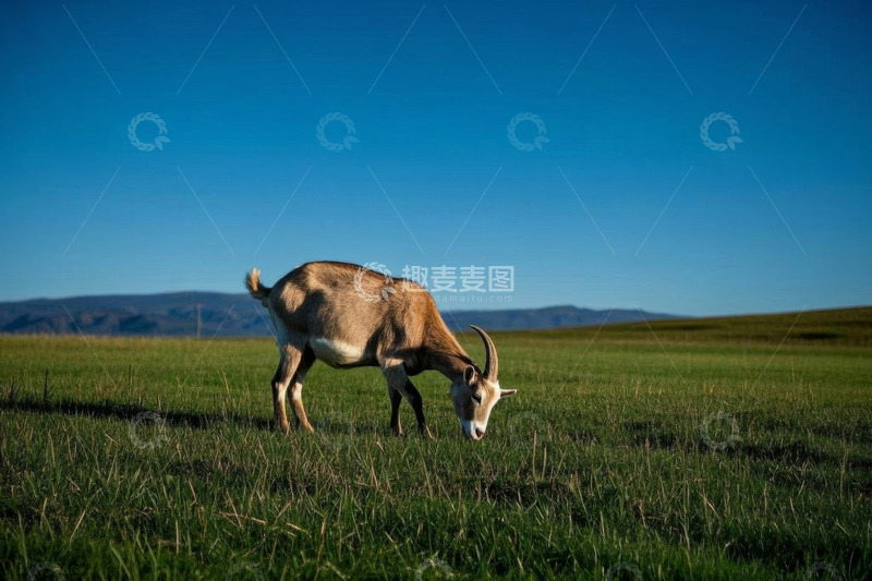 高清大图下载【趣麦麦图】草原上低头吃草的山羊