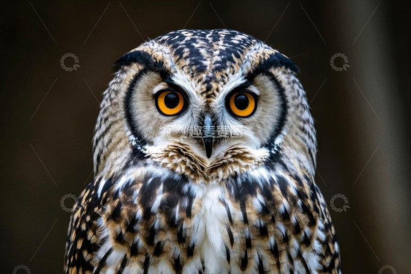高清大图下载【趣麦麦图】特写猫头鹰眼神专注