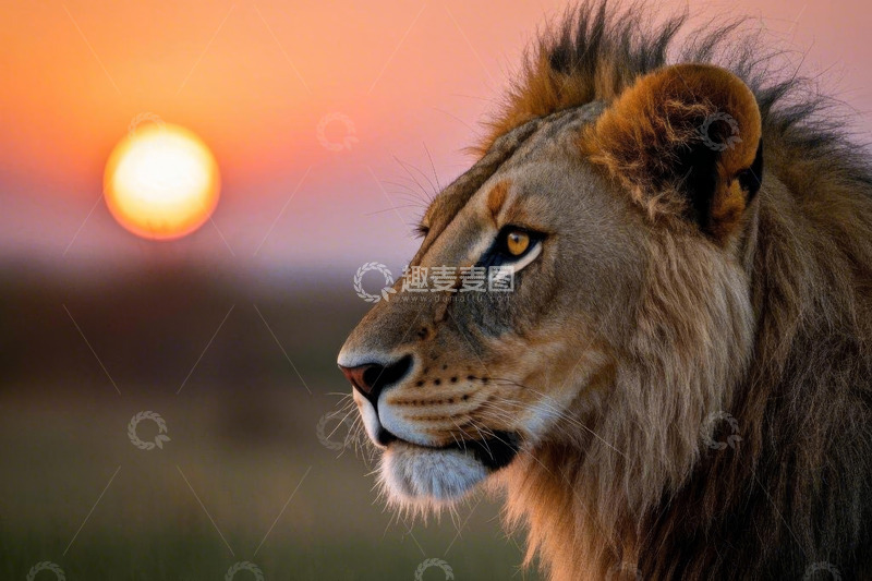 高清大图下载【趣麦麦图】夕阳下雄狮侧颜特写