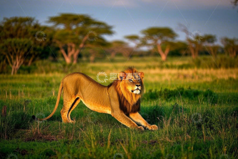 高清大图下载【趣麦麦图】草原上站立的雄狮