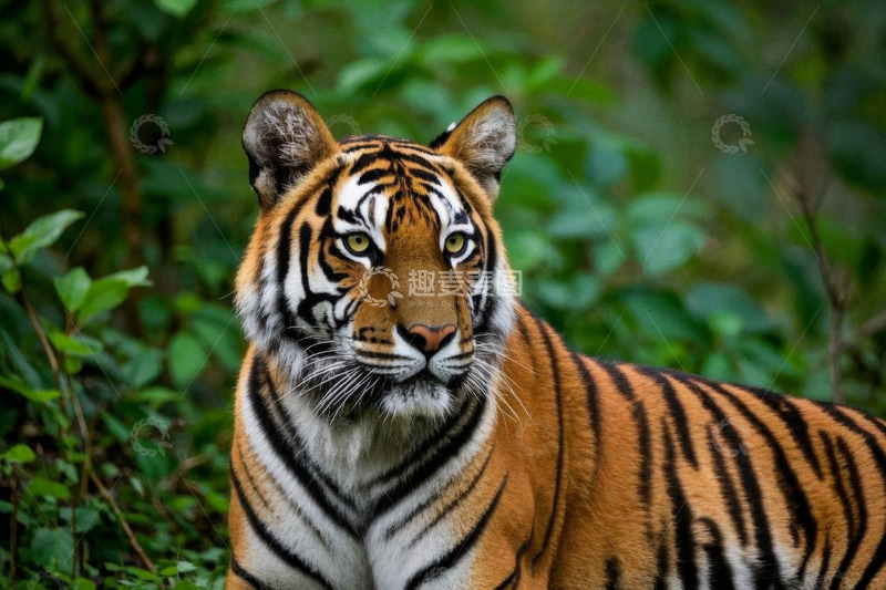 高清大图下载【趣麦麦图】森林中的老虎特写