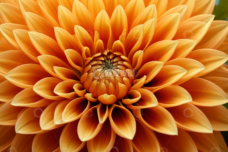 高清大图下载【趣麦麦图】橙色大丽花特写