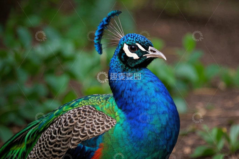 高清大图下载【趣麦麦图】蓝色孔雀特写