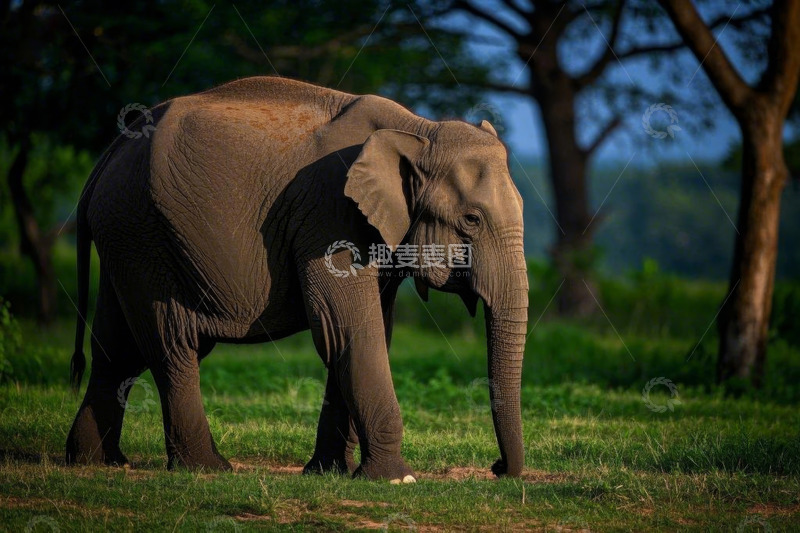 高清大图下载【趣麦麦图】草原上行走的大象