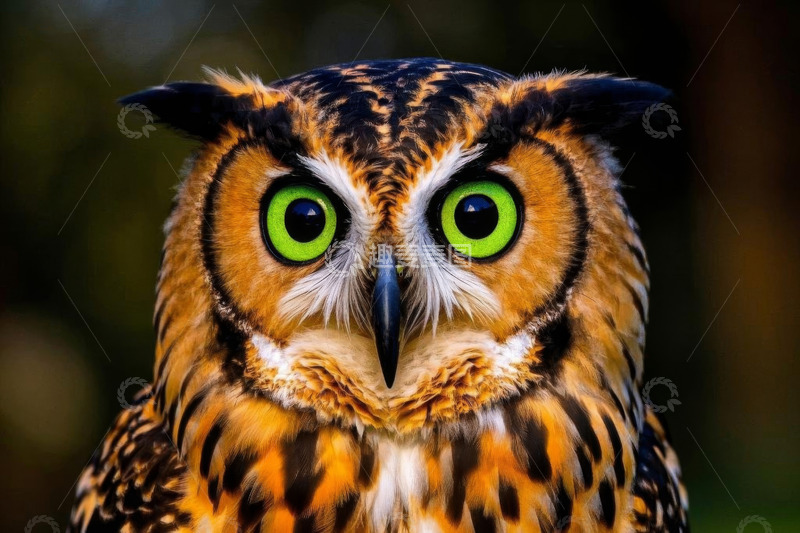 高清大图下载【趣麦麦图】特写猫头鹰羽毛与绿色眼眸