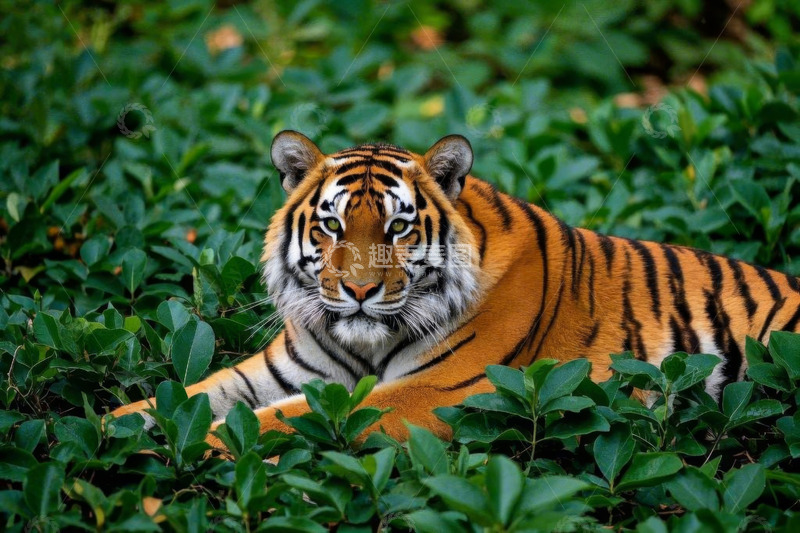 高清大图下载【趣麦麦图】草丛中的老虎特写