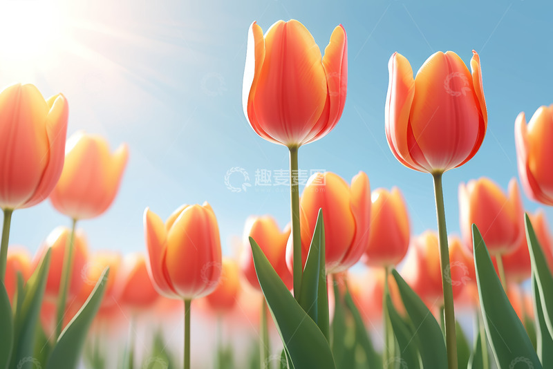 高清大图下载【趣麦麦图】阳光下盛开的橙色郁金香