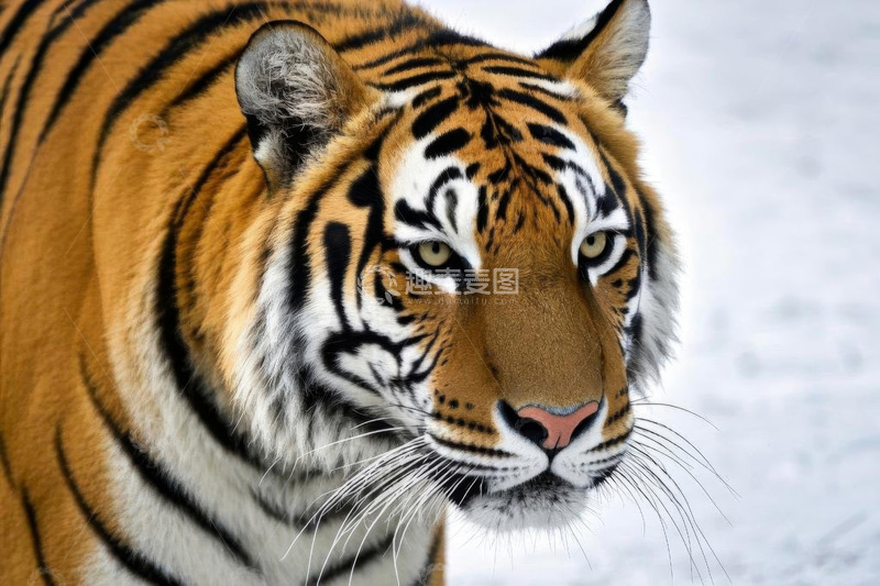 高清大图下载【趣麦麦图】雪地上的老虎特写