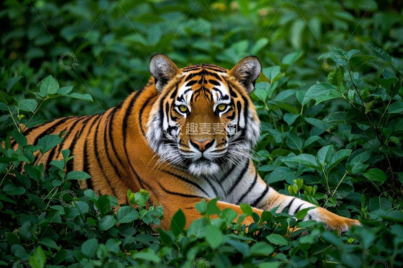 高清大图下载【趣麦麦图】丛林中的老虎特写