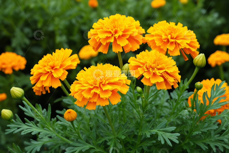 高清大图下载【趣麦麦图】盛开的黄色万寿菊特写