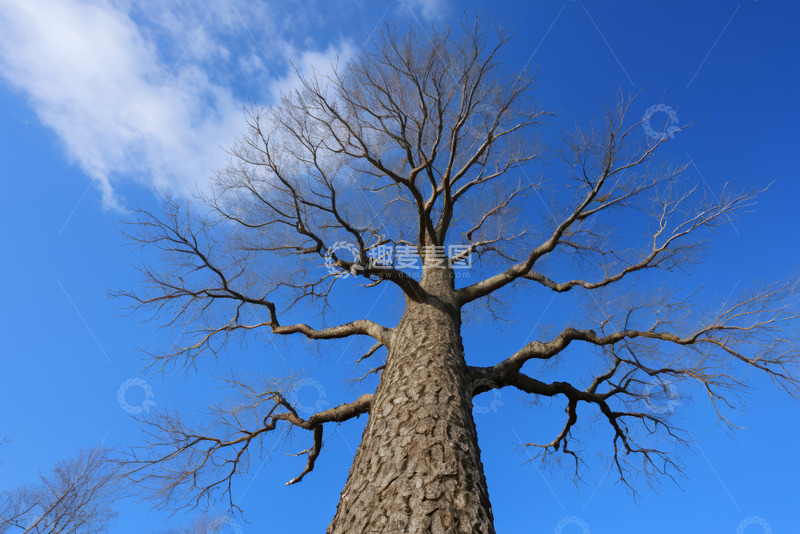 高清大图下载【趣麦麦图】户外蓝天背景下的光秃大树