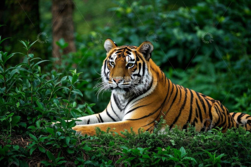 高清大图下载【趣麦麦图】丛林中休憩的老虎