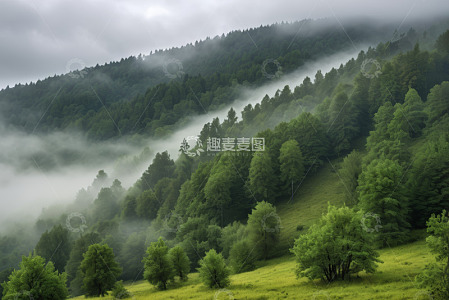 山间森林云雾缭绕景观