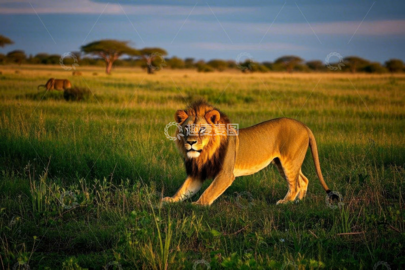 高清大图下载【趣麦麦图】草原上行走的雄狮