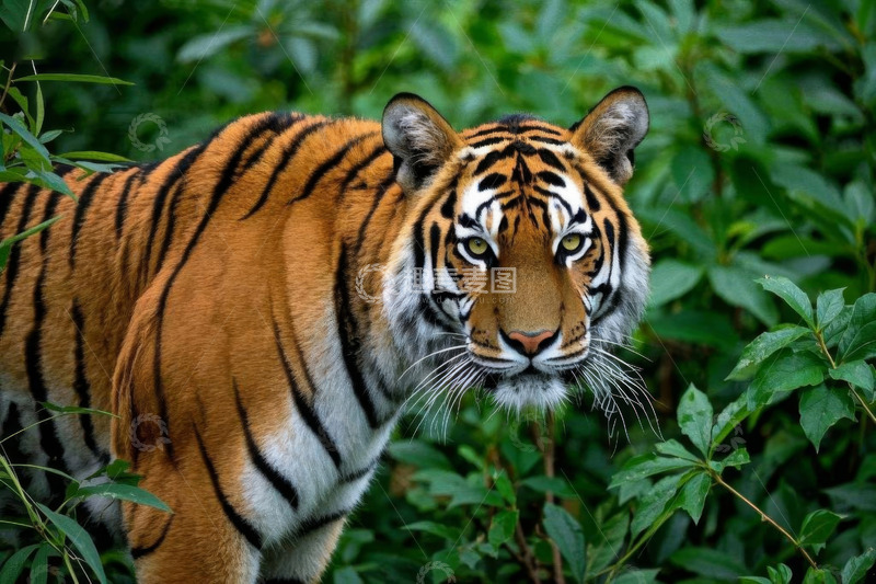 高清大图下载【趣麦麦图】丛林中的老虎特写