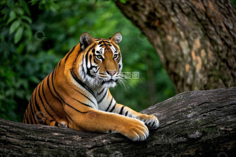 高清大图下载【趣麦麦图】森林中休憩的老虎