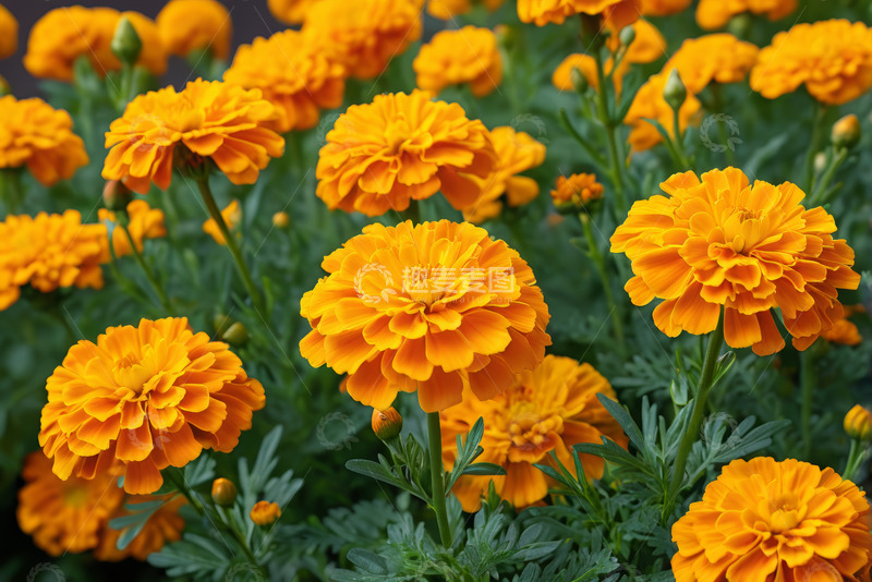 高清大图下载【趣麦麦图】盛开的黄色万寿菊花卉