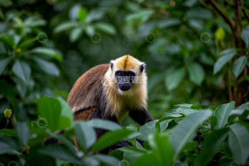 高清大图下载【趣麦麦图】丛林中的猴子特写