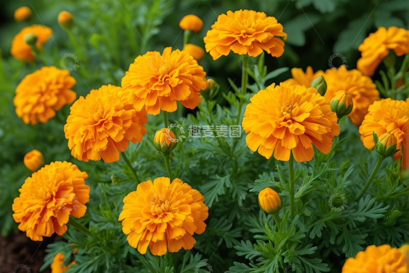 高清大图下载【趣麦麦图】盛开的黄色万寿菊花卉