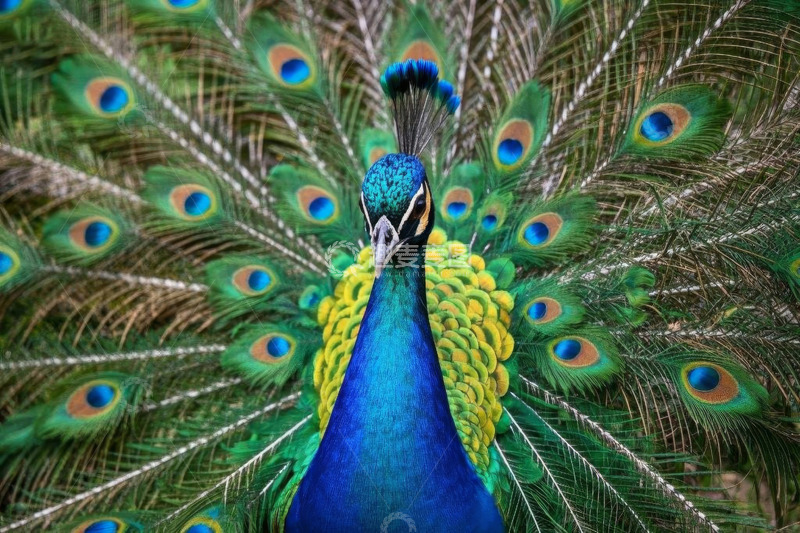 高清大图下载【趣麦麦图】开屏的雄性孔雀特写