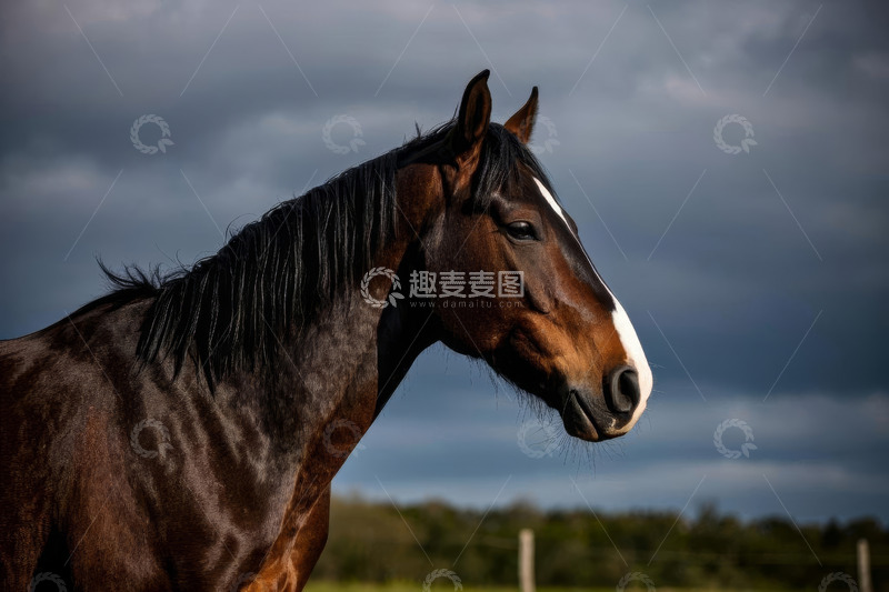 高清大图下载【趣麦麦图】户外草原上的骏马特写