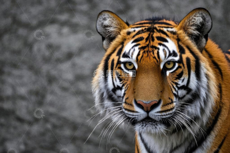 高清大图下载【趣麦麦图】老虎面部特写