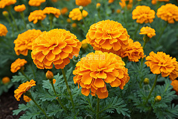 盛开的黄色万寿菊特写