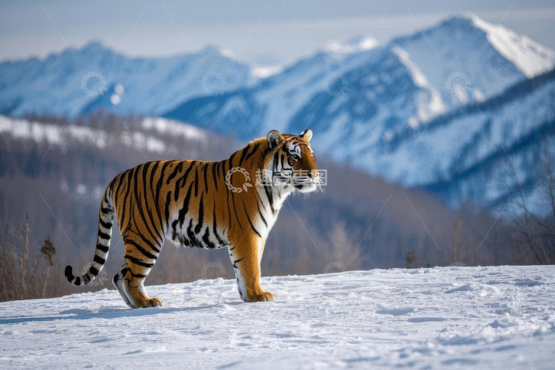 高清大图下载【趣麦麦图】雪地中的老虎与雪山背景