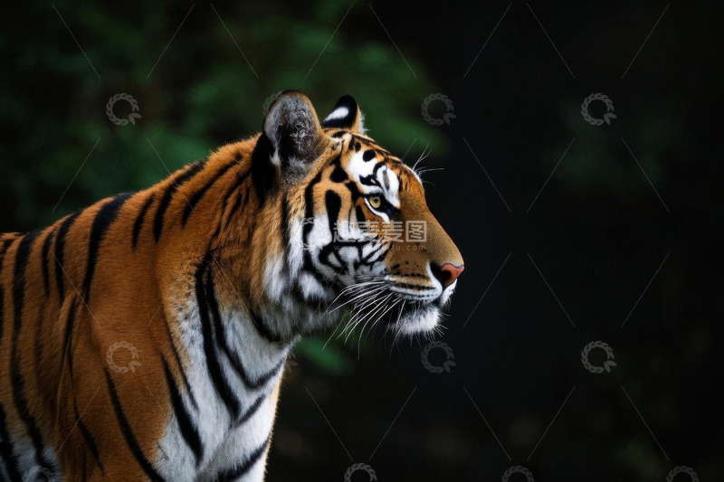 高清大图下载【趣麦麦图】侧面特写老虎