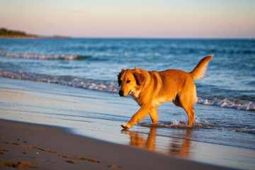 金毛犬在海滩漫步