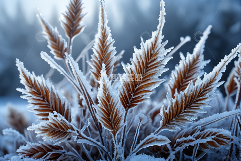 高清大图下载【趣麦麦图】覆霜植物特写