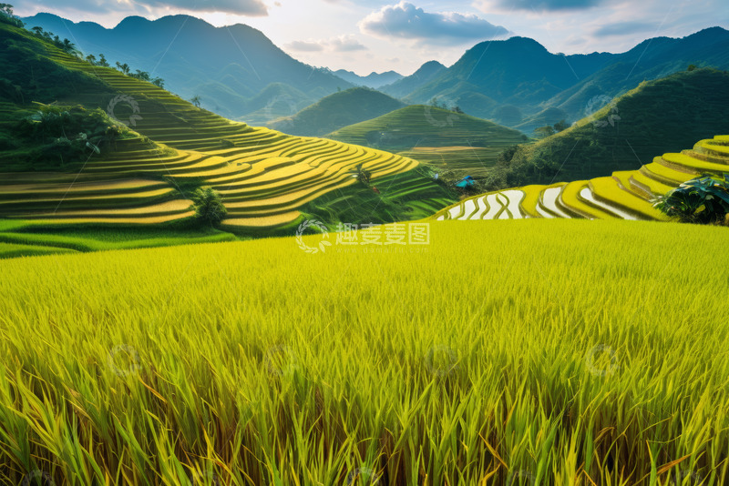 高清大图下载【趣麦麦图】田园梯田稻田自然风光