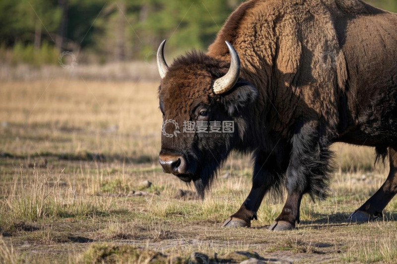 高清大图下载【趣麦麦图】草原上行走的野牛