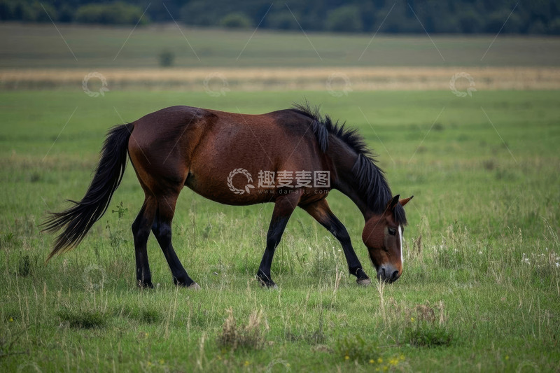 高清大图下载【趣麦麦图】草原上低头吃草的骏马