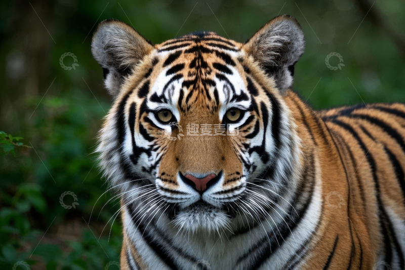 高清大图下载【趣麦麦图】老虎特写近景