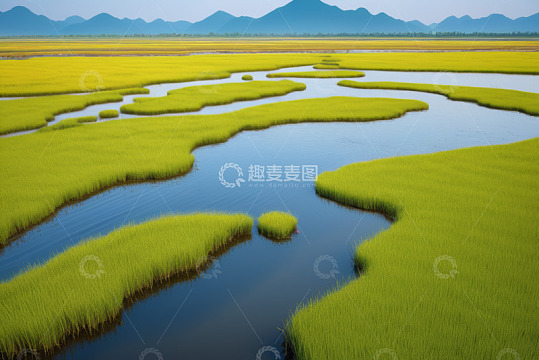 湿地绿色水草水域风光